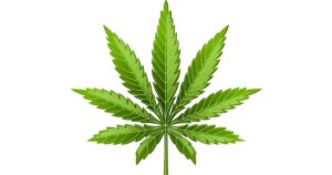 Cannabis Leaf